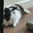 cocotherabbit